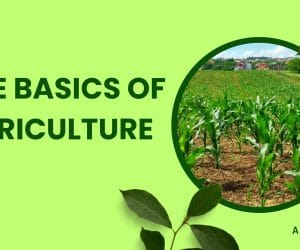 The Basics of Agriculture