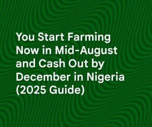 You Start Farming Now in Mid-August and Cash Out by December in Nigeria (2025 Guide)