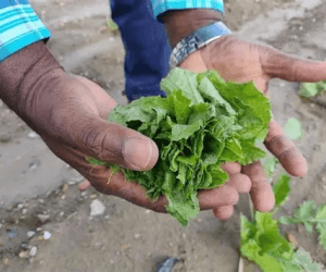 Delta State Gives Civil Servants Seedlings for Farming