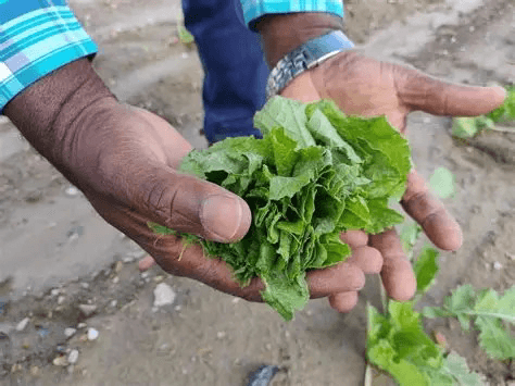 14c7f0ce3b63 in Delta State Gives Civil Servants Seedlings for Farming