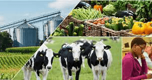 Foreign Investment in Nigerian Agriculture Soars to a Four-Year High