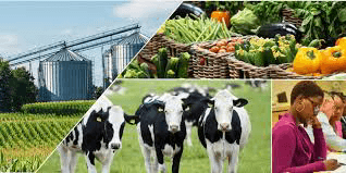 41f73bffd5fb 15 in Foreign Investment in Nigerian Agriculture Soars to a Four-Year High