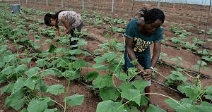 Federal Government Unveils Youth-Led Plan for Agriculture