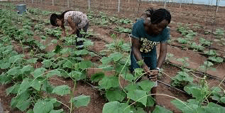 4934fd567ea9 in Federal Government Unveils Youth-Led Plan for Agriculture