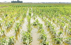 4e77e58f9ff6 1 in Lagos Farmers Ask for Government Help to Fight Flooding