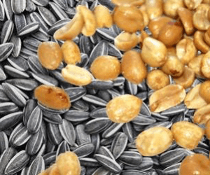 GMO vs Hybrid Seeds: Differences, Safety, and Best Choice for Farmers