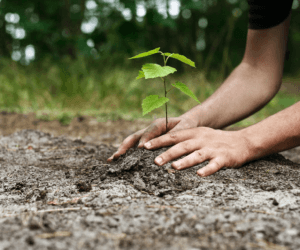 Ebonyi LGA Launches Initiative to Plant 10,000 Economic Trees, 30,000 Palm Seedlings