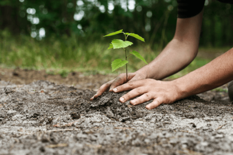 5a5f0ba647c0 1 in Ebonyi LGA Launches Initiative to Plant 10,000 Economic Trees, 30,000 Palm Seedlings
