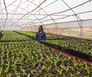Eswatini and UN Partner to Help Farmers with Climate Change