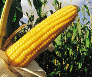 TELA Maize: Everything You Need to Know About the Drought and Pest-Resistant Crop