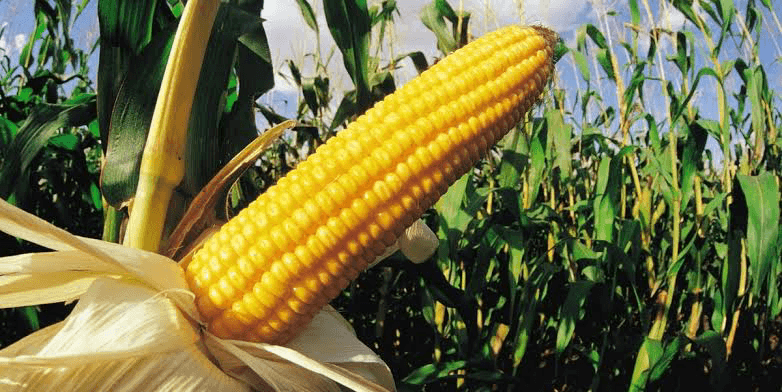 769ed2bd28b9 1 in TELA Maize: Everything You Need to Know About the Drought and Pest-Resistant Crop