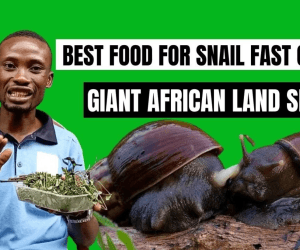 BEST FEED FOR GIANT AFRICAN LAND SNAIL FAST GROWTH