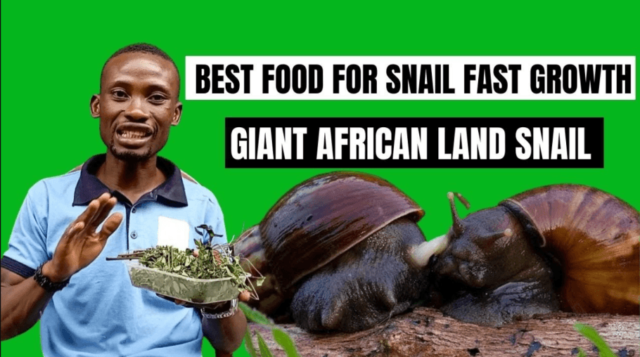 Best Food For Fast Snail Growth in BEST FEED FOR GIANT AFRICAN LAND SNAIL FAST GROWTH