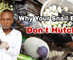 Why Your Giant African Land Snail Eggs Don’t Hatch
