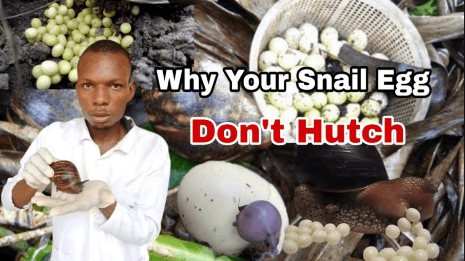 How to Hatch Snail Eggs 1 in Why Your Giant African Land Snail Eggs Don’t Hatch