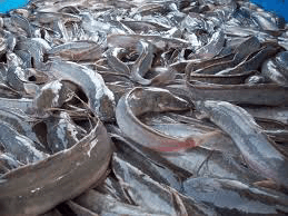 How to Start, Manage a Profitable Catfish Farm Business in Nigeria (2025): A Complete Small Scale Beginner’s Guide (with Calculations)