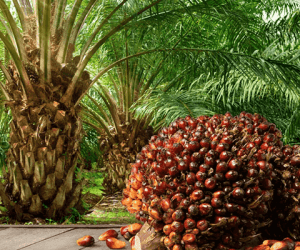 Export Council NEPC Asks Abia Farmers to Team Up for Palm Oil