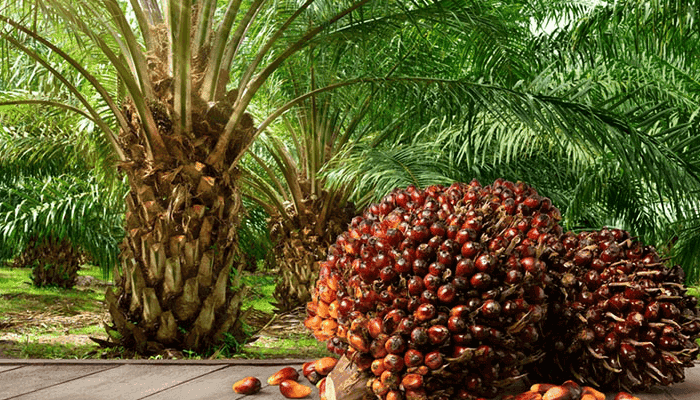 a8c8c3408dc7 in Export Council NEPC Asks Abia Farmers to Team Up for Palm Oil