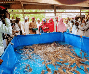 Kano State is Training Teachers in Modern Fish Farming