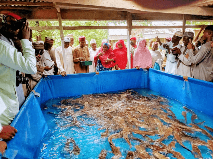e0902d06bcd5 in Kano State is Training Teachers in Modern Fish Farming