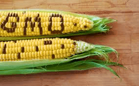 eaee59b670ad 1 in Nigeria Debates GMO Foods: Pros and Cons
