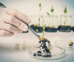 What You Need to Know about GMO in Nigeria
