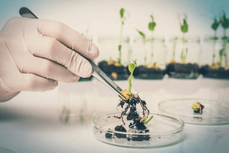ee0848d81f6a 1 in What You Need to Know about GMO in Nigeria