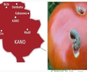 Kano Assembly Raises Alarm Over Tuta Absoluta Outbreak Threatening State’s Tomato Harvest