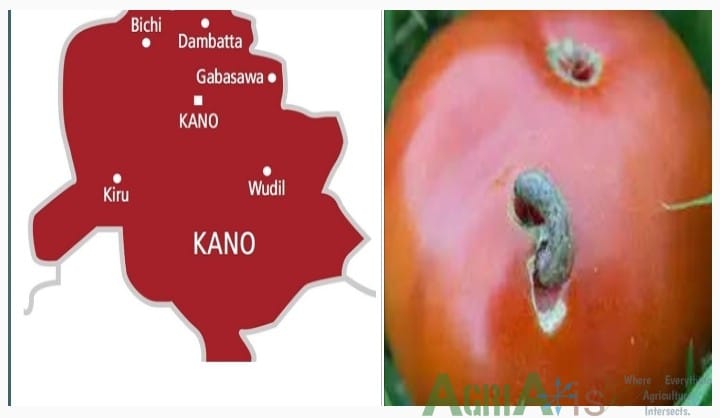 Screenshot 20260514 105110 in Kano Assembly Raises Alarm Over Tuta Absoluta Outbreak Threatening State's Tomato Harvest