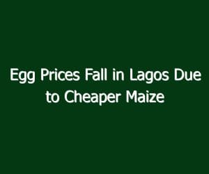Egg Prices Fall in Lagos Due to Cheaper Maize