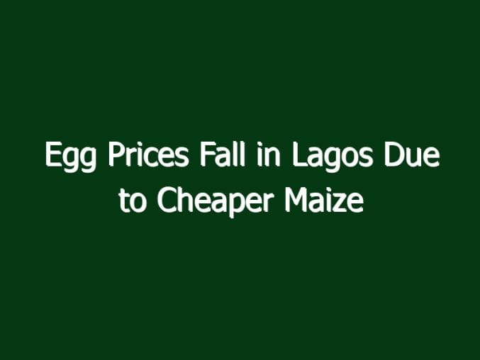 egg prices fall in lagos due to cheaper maize 2816 9bdf4 in Egg Prices Fall in Lagos Due to Cheaper Maize
