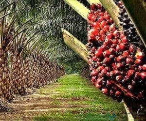 Nigeria Spent $600m on Palm Oil Imports Last Year. FG Now Has a Plan to Stop That.