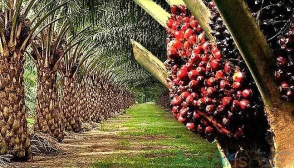 Palm kernel trees