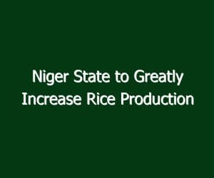 Niger State to Greatly Increase Rice Production
