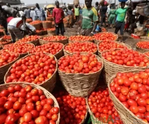 Tomato Prices Triple in Lagos as Northern Harvest Ends and Transport Costs Spike