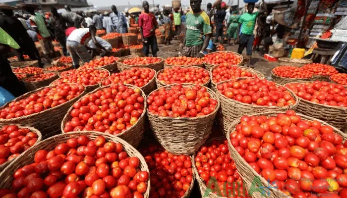 tomatoes in Tomato Prices Triple in Lagos as Northern Harvest Ends and Transport Costs Spike